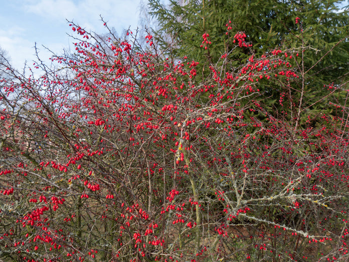 Japanese Barberry 10 Seeds Berberis thunbergii