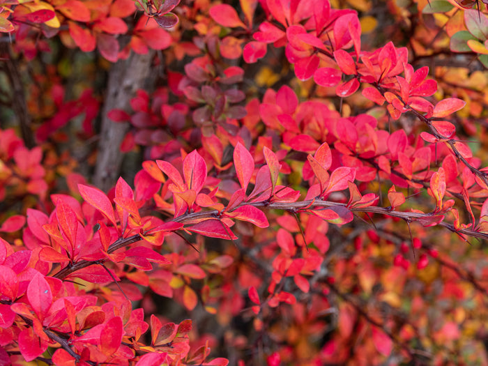 Japanese Barberry 10 Seeds Berberis thunbergii