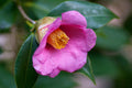 Japanese Camellia 5 Seeds Camelia japonica