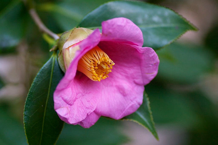 Japanese Camellia 5 Seeds Camelia japonica