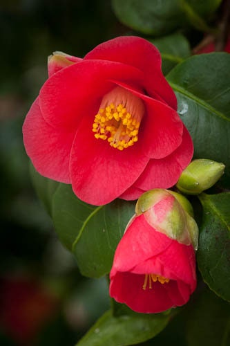 Japanese Camellia 5 Seeds Camelia japonica