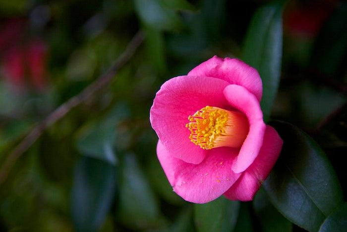 Japanese Camellia 5 Seeds Camelia japonica