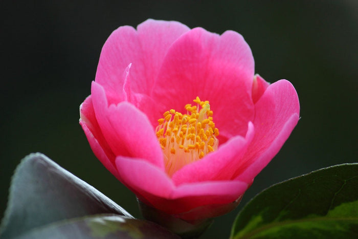 Japanese Camellia 5 Seeds Camelia japonica