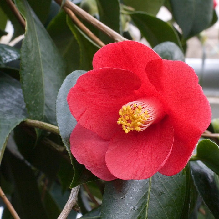 Japanese Camellia 5 Seeds Camelia japonica