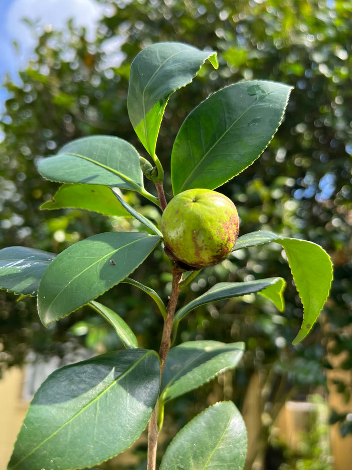 Japanese Camellia 5 Seeds Camelia japonica