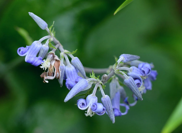 Japanese Clematis 20 Seeds Clematis stans