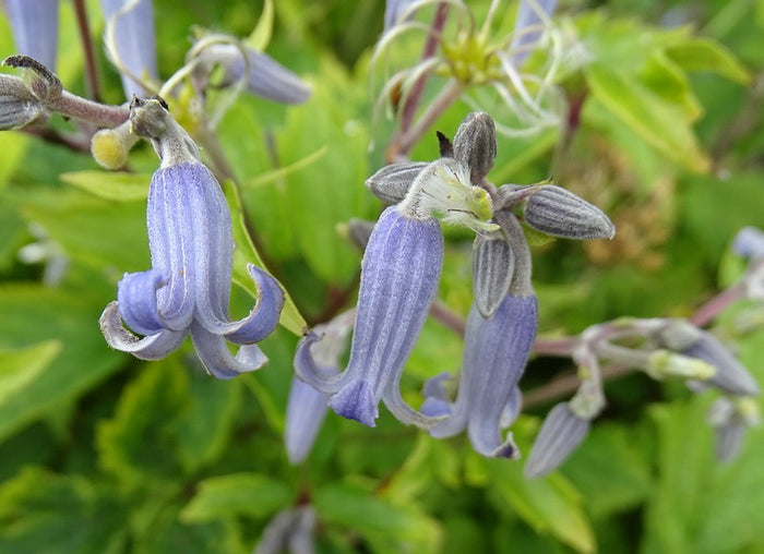 Japanese Clematis 20 Seeds Clematis stans