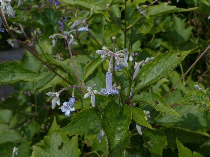 Japanese Clematis 20 Seeds Clematis stans