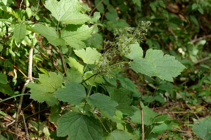 Japanese Clematis 20 Seeds Clematis stans