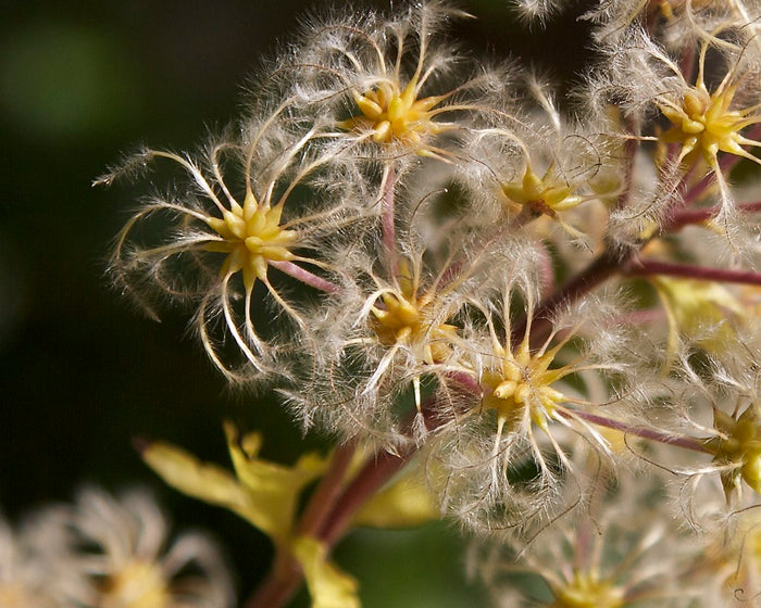 Japanese Clematis 20 Seeds Clematis stans