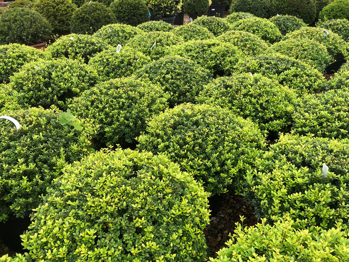 Japanese Holly Ilex crenata 20 Seeds