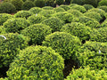 Japanese Holly Ilex crenata 20 Seeds