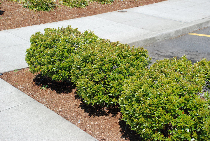 Japanese Holly Ilex crenata 20 Seeds