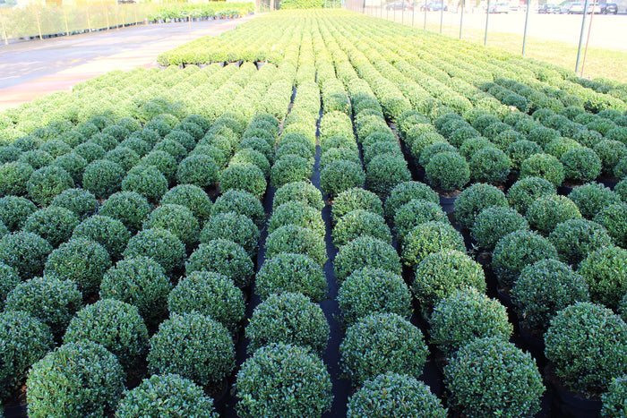Japanese Holly Ilex crenata 20 Seeds