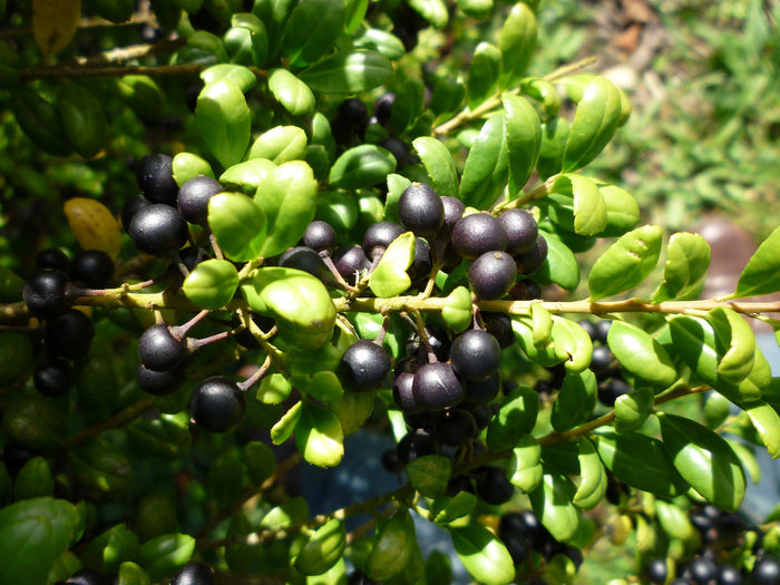 Japanese Holly Ilex crenata 20 Seeds