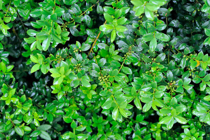Japanese Holly Ilex crenata 20 Seeds