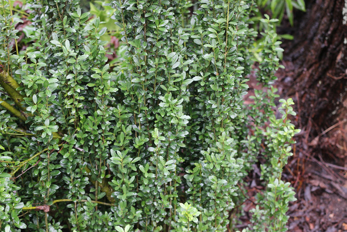Japanese Holly Ilex crenata 20 Seeds