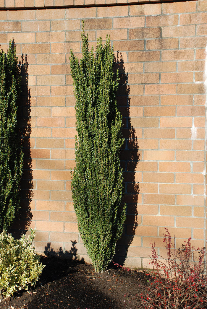 Japanese Holly Ilex crenata 20 Seeds