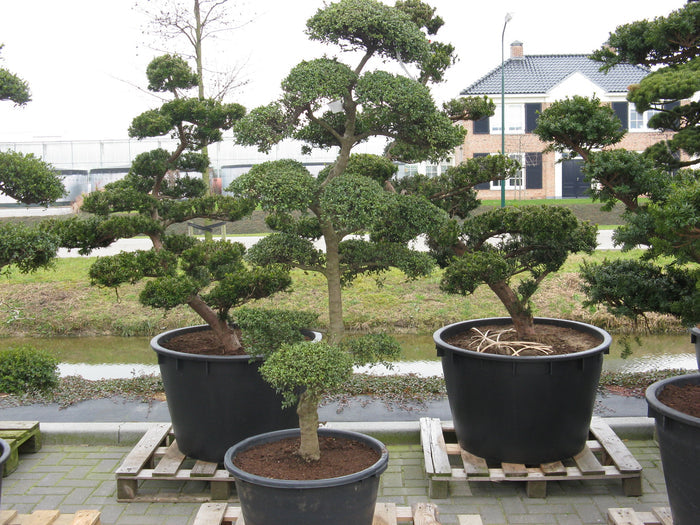 Japanese Holly Ilex crenata 20 Seeds