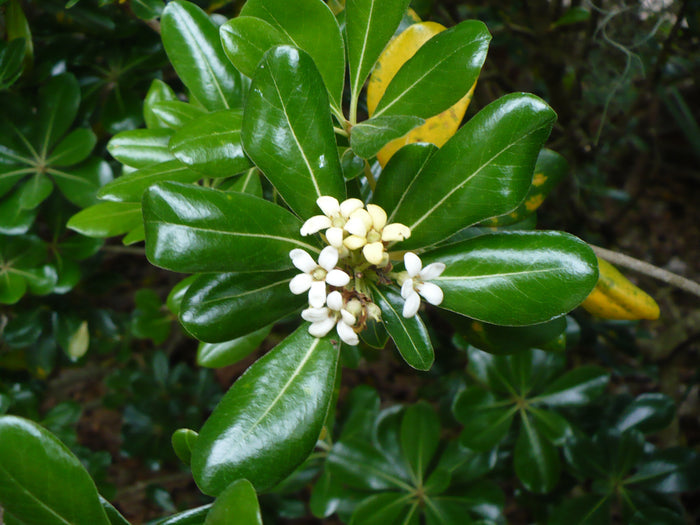 Japanese Mock Orange  100 Seeds  Pittosporum tobira