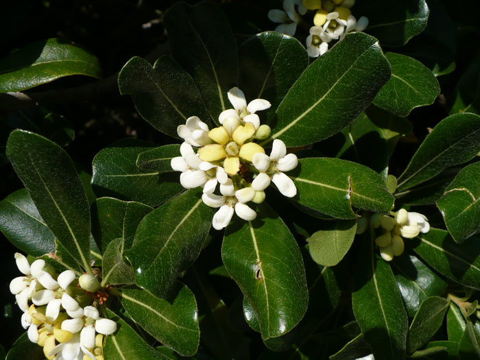 Japanese Mock Orange  100 Seeds  Pittosporum tobira