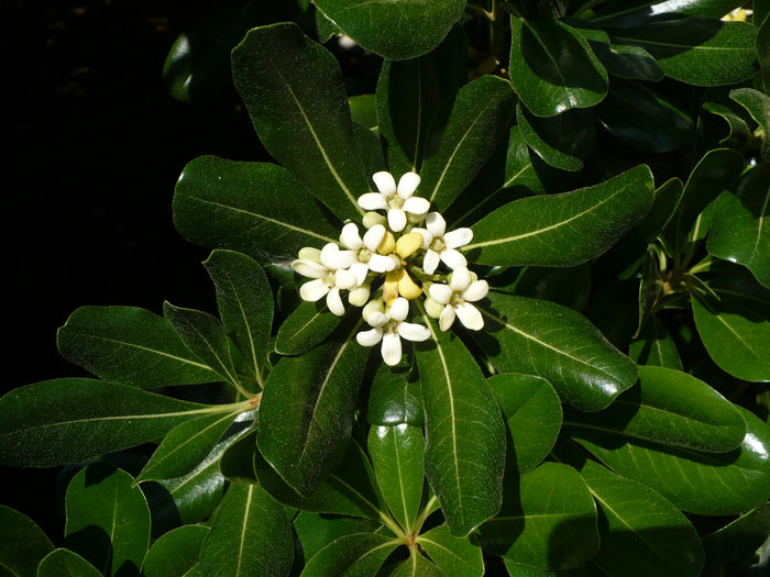Japanese Mock Orange  100 Seeds  Pittosporum tobira
