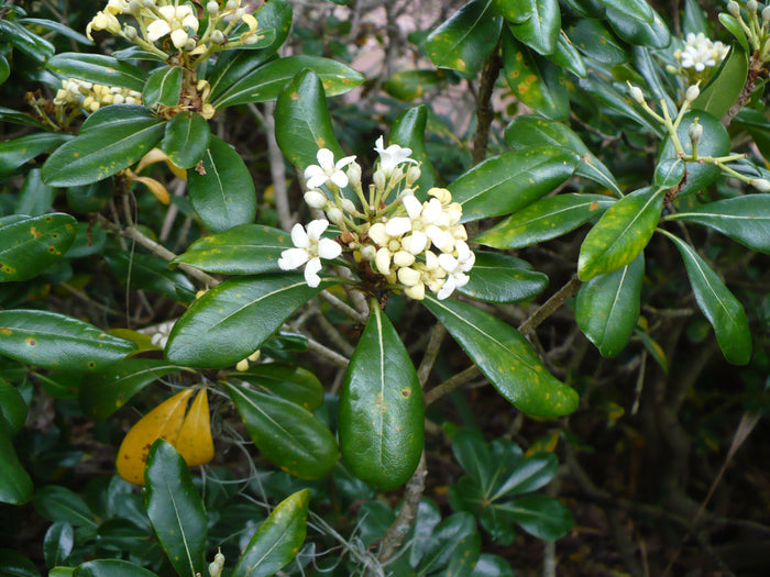 Japanese Mock Orange  100 Seeds  Pittosporum tobira