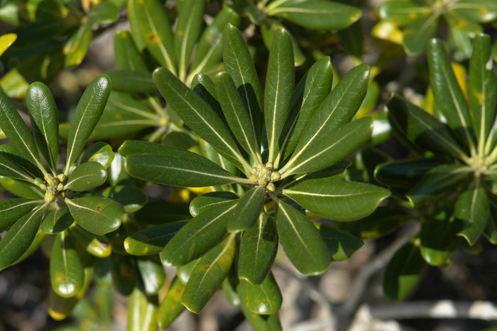 Japanese Mock Orange  100 Seeds  Pittosporum tobira