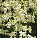 Japanese Pagoda Tree Sophora japonica 20 Seeds