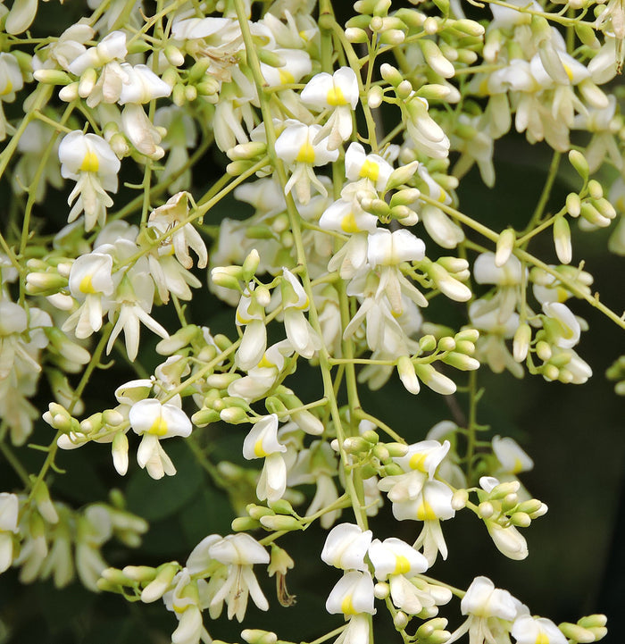 Japanese Pagoda Tree Sophora japonica 20 Seeds