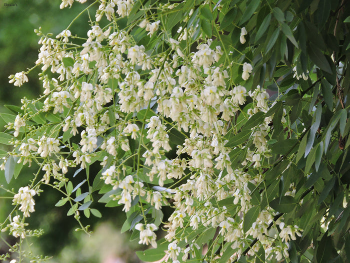 Japanese Pagoda Tree Sophora japonica 20 Seeds