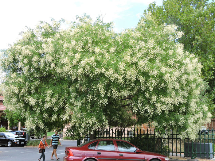 Japanese Pagoda Tree Sophora japonica 20 Seeds