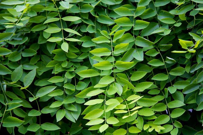Japanese Pagoda Tree Sophora japonica 20 Seeds