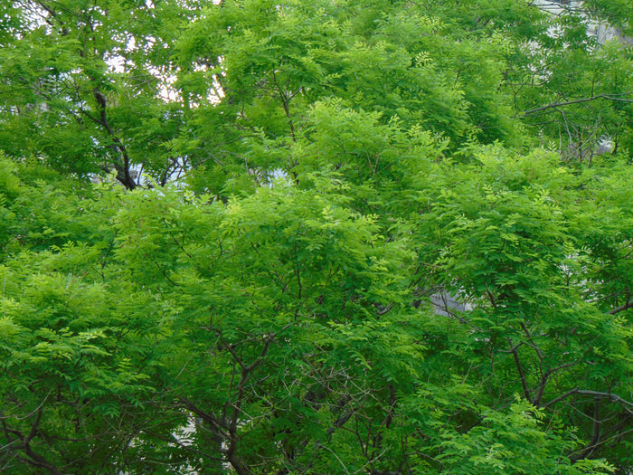 Japanese Pagoda Tree Sophora japonica 20 Seeds
