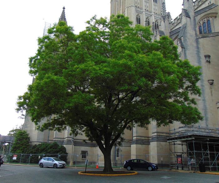 Japanese Pagoda Tree Sophora japonica 20 Seeds