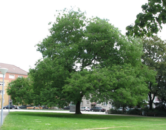 Japanese Pagoda Tree Sophora japonica 20 Seeds