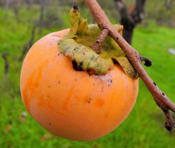 Japanese Persimmon  10 Seeds  Diospyros kaki