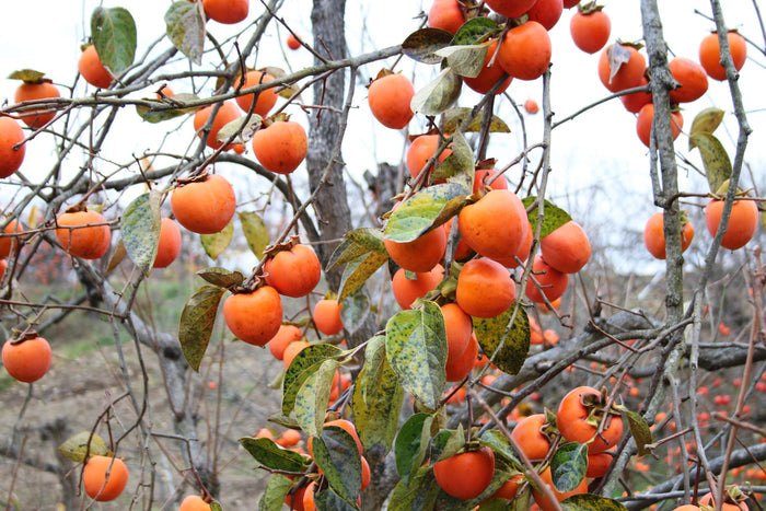 Japanese Persimmon  10 Seeds  Diospyros kaki
