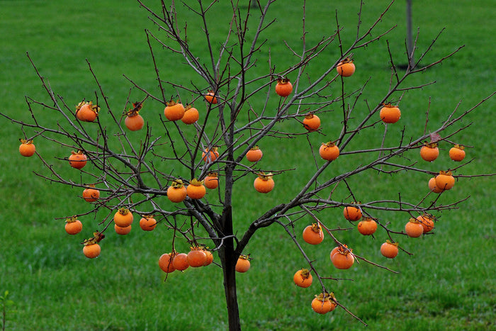 Japanese Persimmon  10 Seeds  Diospyros kaki