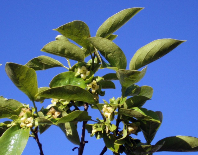 Japanese Persimmon  10 Seeds  Diospyros kaki