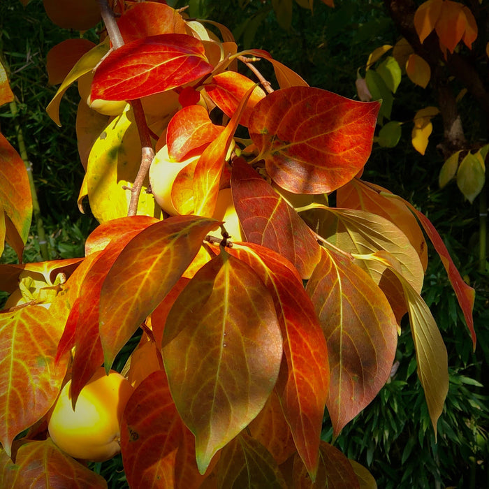 Japanese Persimmon  10 Seeds  Diospyros kaki