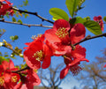 Japanese Quince Chaenomeles japonica 100 Seeds