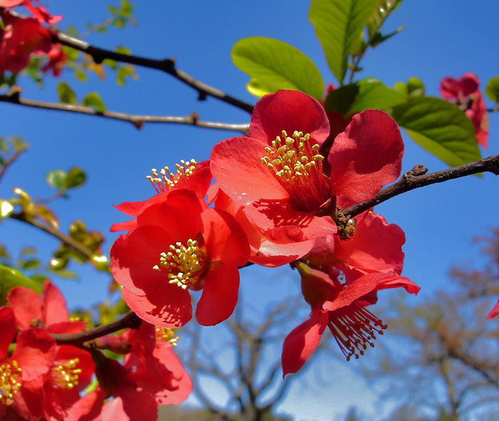 Japanese Quince Chaenomeles japonica 100 Seeds