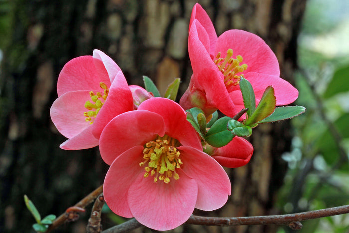 Japanese Quince Chaenomeles japonica 100 Seeds