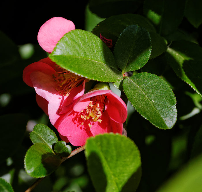 Japanese Quince Chaenomeles japonica 100 Seeds