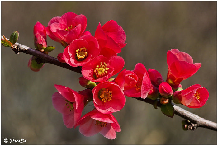 Japanese Quince Chaenomeles japonica 100 Seeds