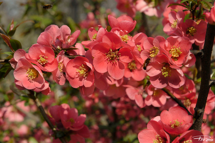 Japanese Quince Chaenomeles japonica 100 Seeds