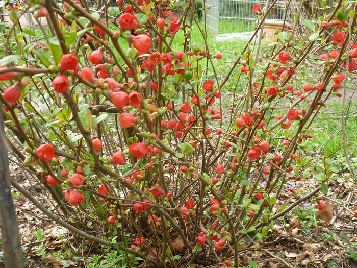 Japanese Quince Chaenomeles japonica 100 Seeds