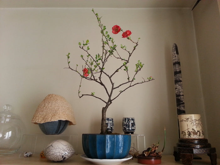 Japanese Quince Chaenomeles japonica 100 Seeds