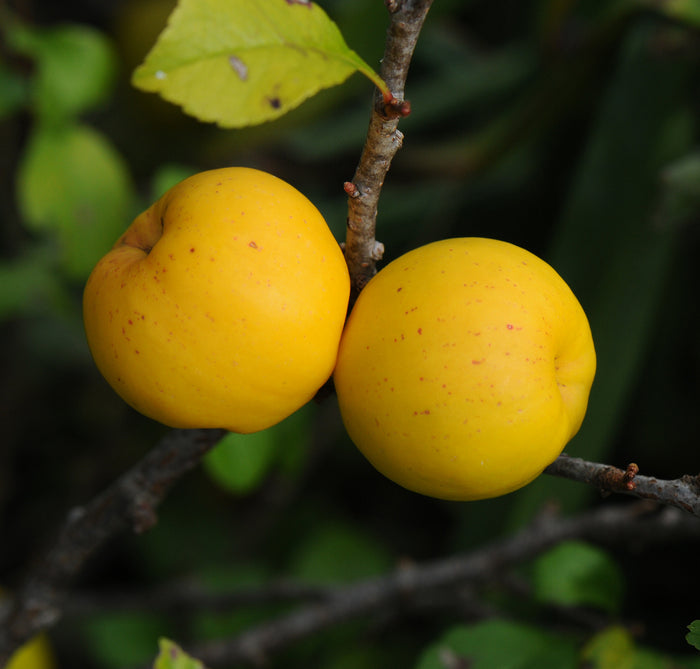 Japanese Quince Chaenomeles japonica 100 Seeds
